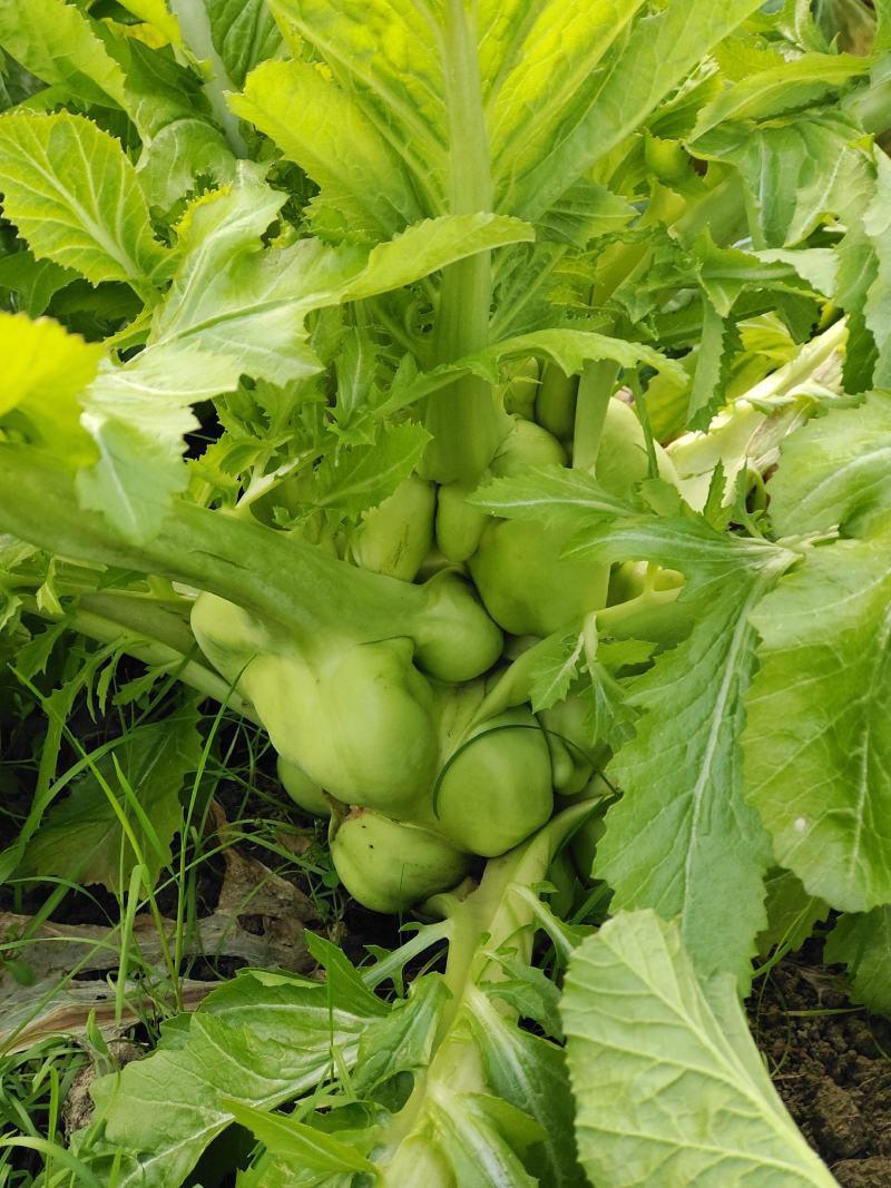 天然新鲜榨菜电商供货超高性价比