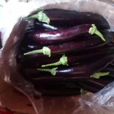 应季茄子正品保障全国供应