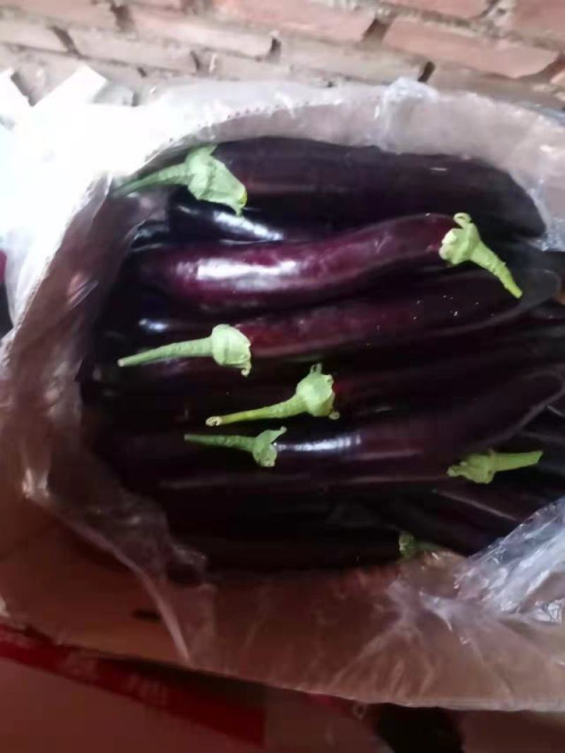 应季茄子正品保障全国供应