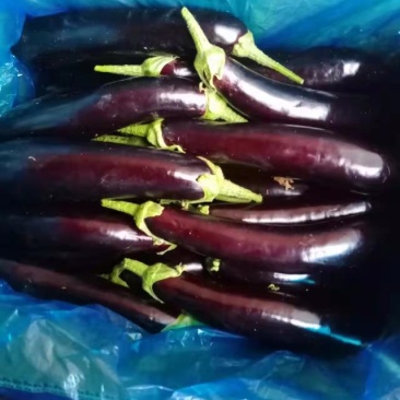 规格齐全茄子一手货源量大优惠
