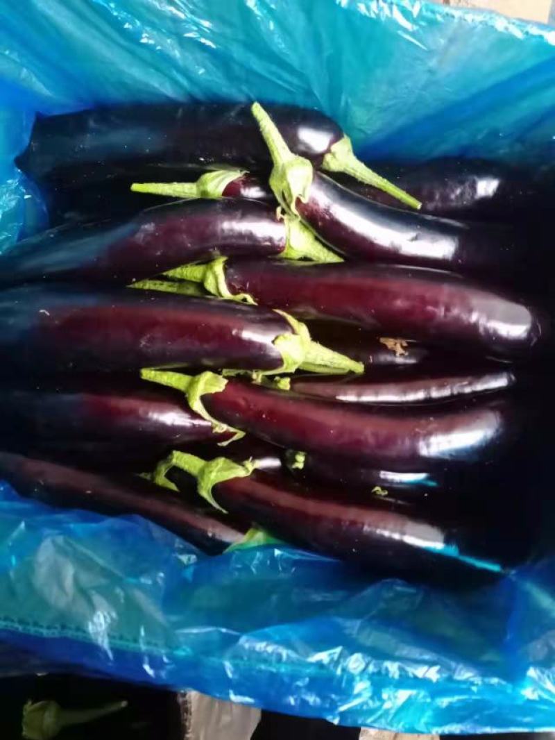 规格齐全茄子一手货源量大优惠