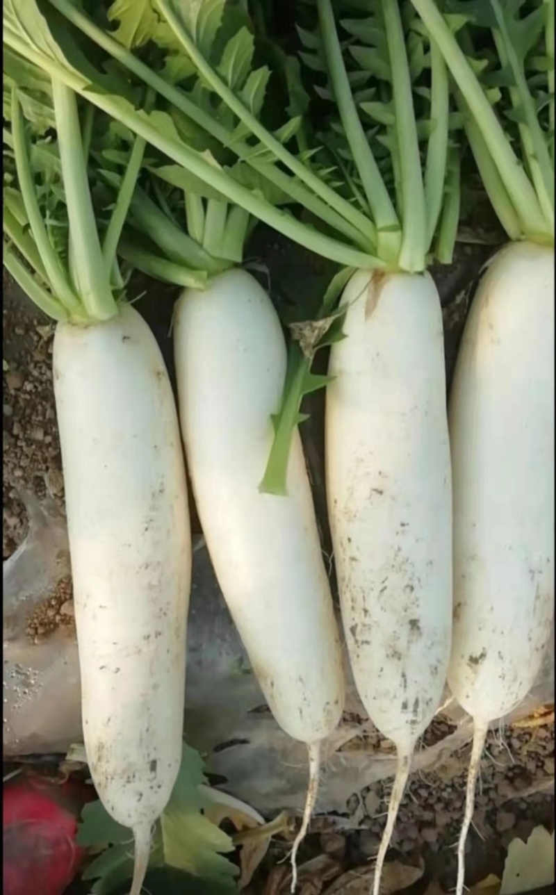 ***萝卜长期供应量大从优