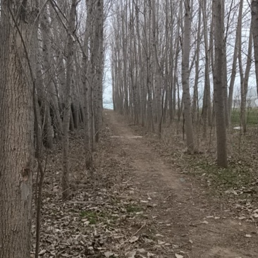 优质杨树基地发货成活率高保证