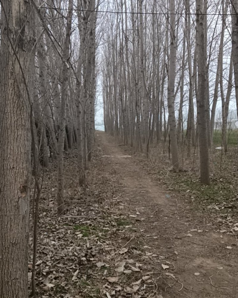 优质杨树基地发货成活率高保证