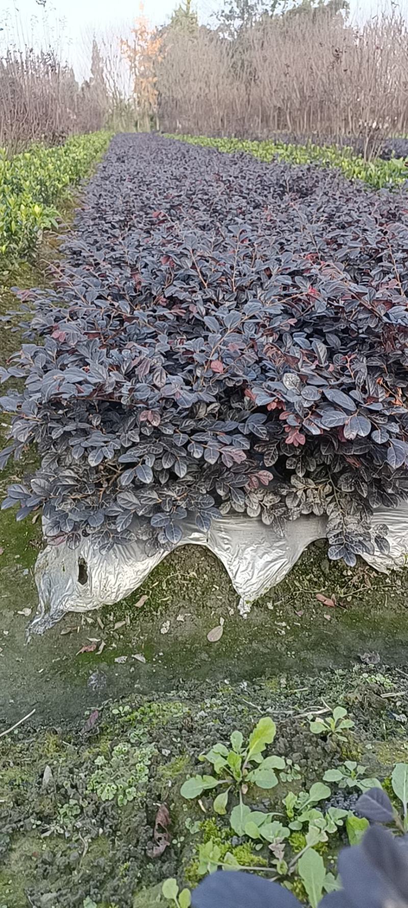 红花继木