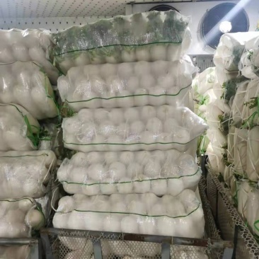 应季萝卜源头供应超高性价比