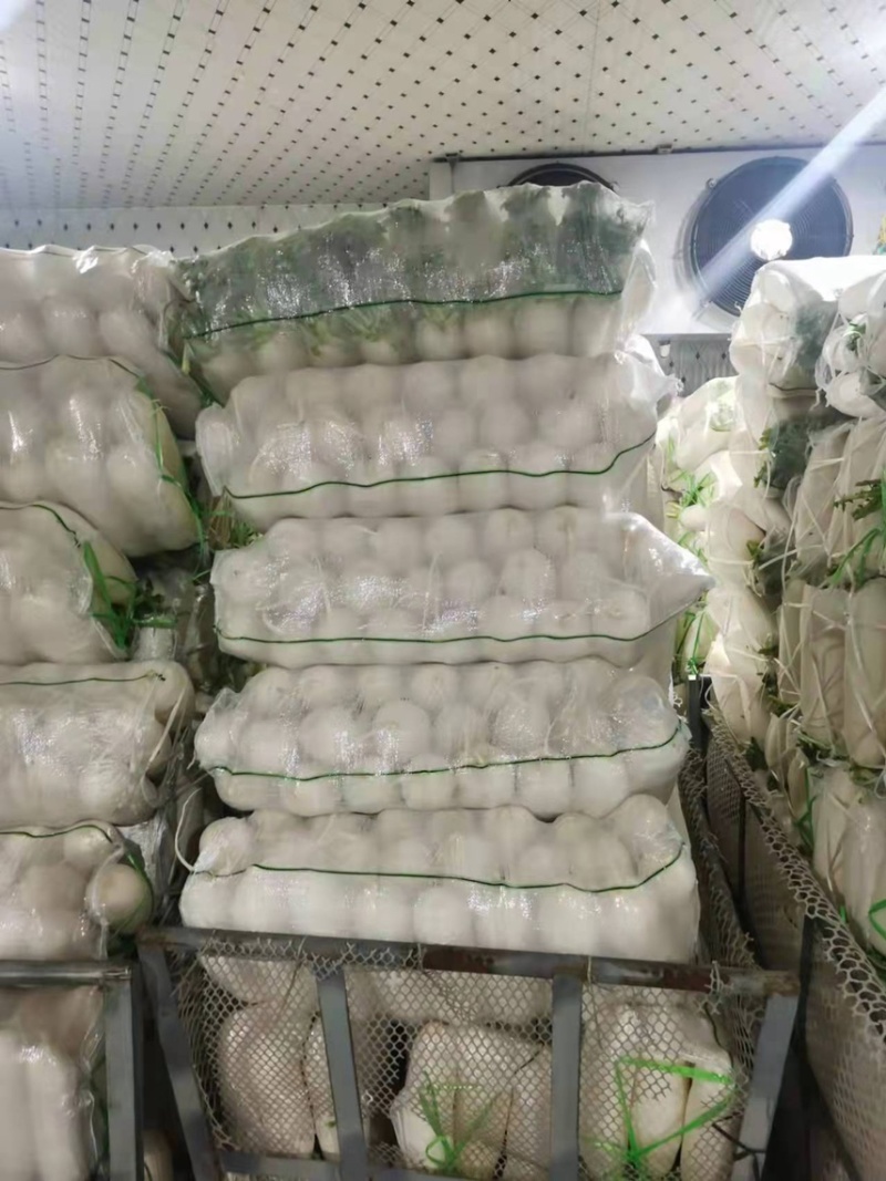 应季萝卜源头供应超高性价比