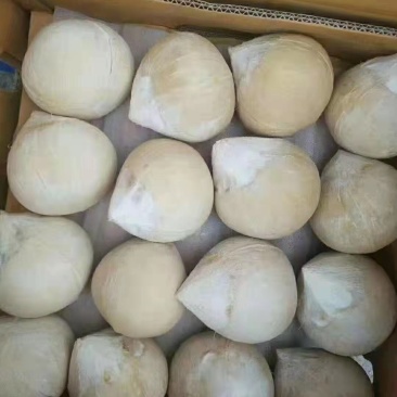 椰子现货秒发超高性价比