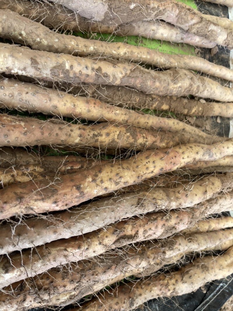 规格齐全山药长期供货欢迎联系