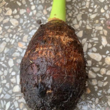 正宗芋头现货秒发量大从优