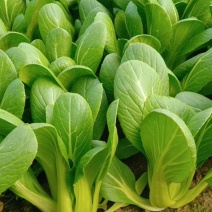 现货秒发精品油菜全网低价