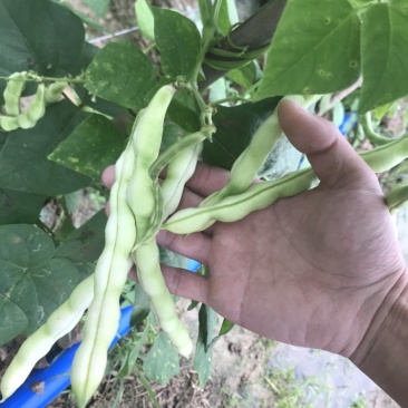 ***四季豆长期供应超高性价比