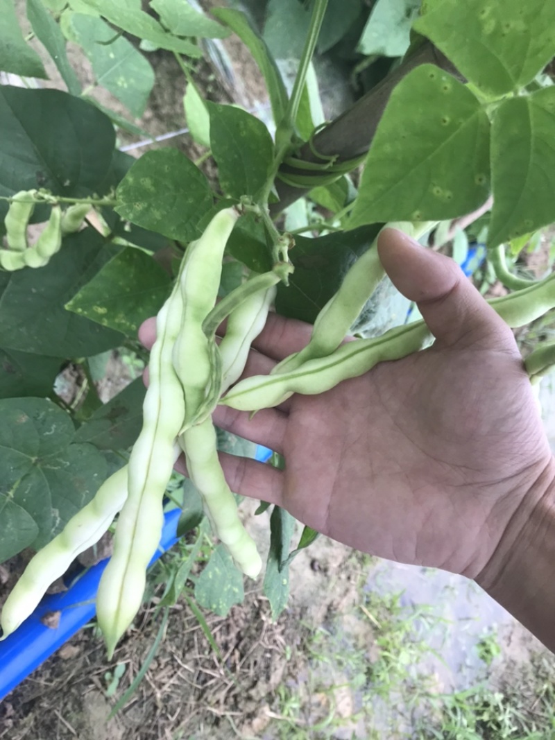 ***四季豆长期供应超高性价比