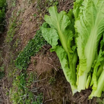 现货秒发应季菜苔全国供应