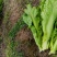 现货秒发应季菜苔全国供应