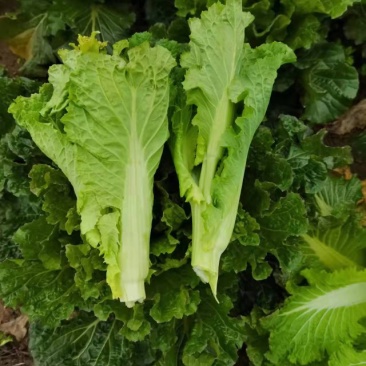 源头供应天然新鲜菜苔价格美丽