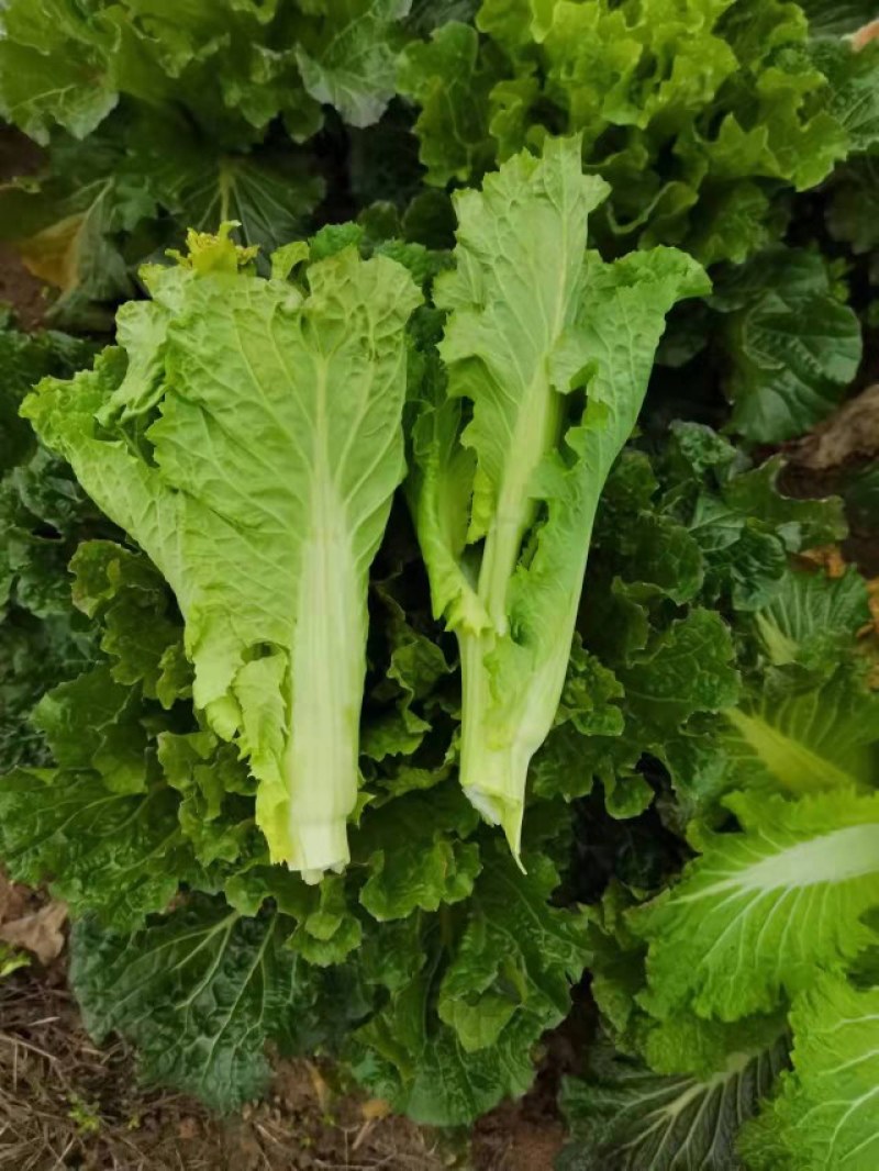 源头供应天然新鲜菜苔价格美丽