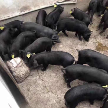 农家散养活猪精品全国供应