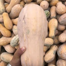 正宗天然新鲜南瓜产地直购