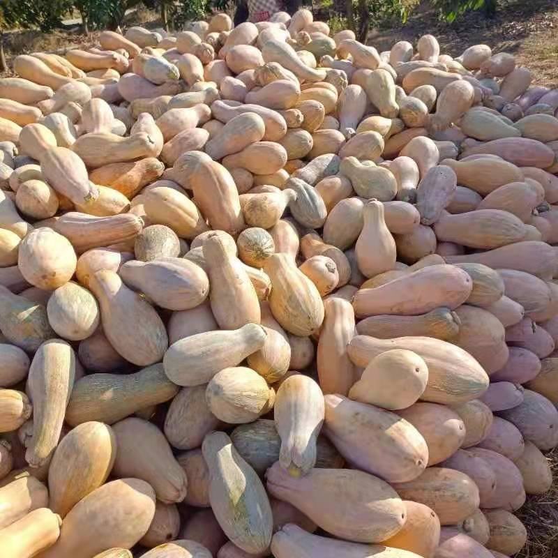 保质保量南瓜长期供货随时可聊