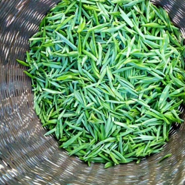***山茶价格美丽欢迎联系