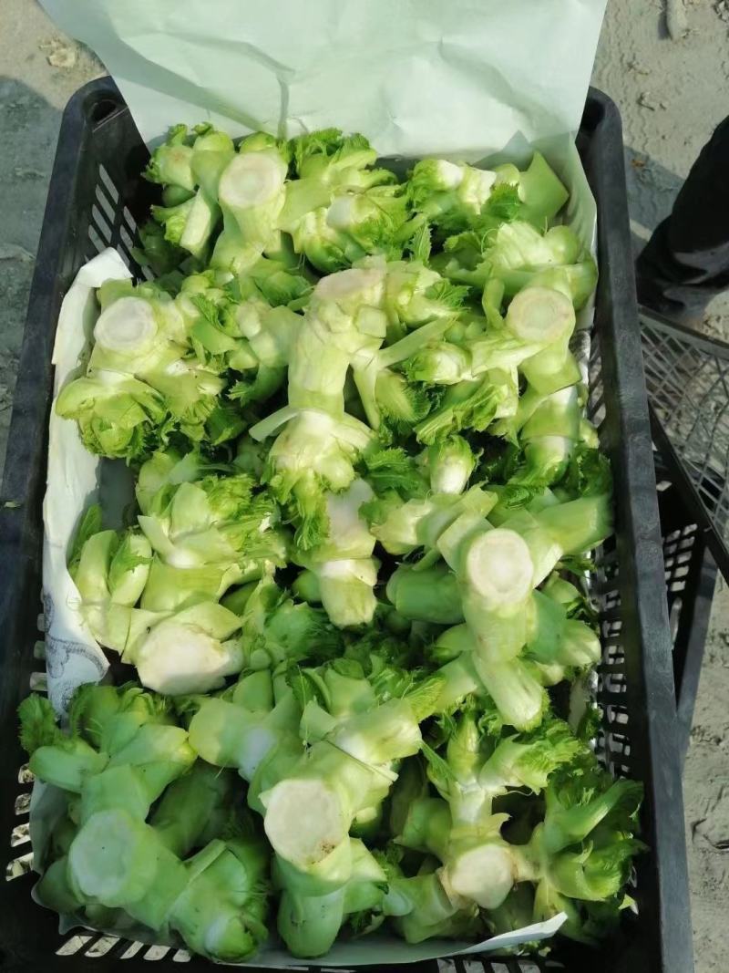 精品儿菜长期有货随时可聊