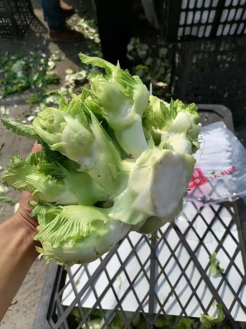 超高性价比厂家直销***儿菜