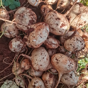 天然新鲜豆薯长期供货价格美丽