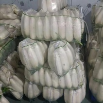 天然新鲜萝卜长期供应诚信经营