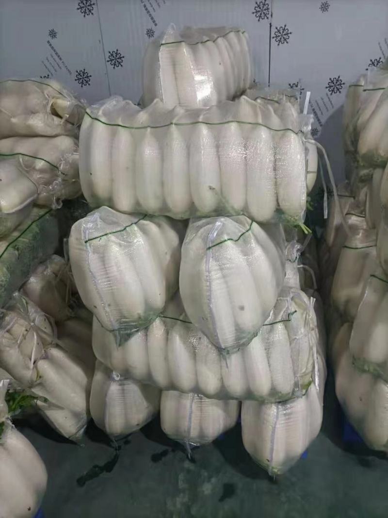 天然新鲜萝卜长期供应诚信经营