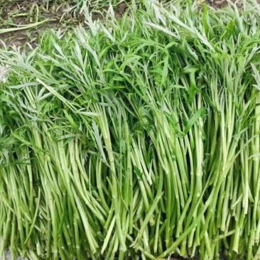 应季芦篙长期有货量大从优