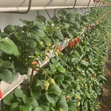 甜度高草莓量大从优