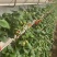 甜度高草莓量大从优