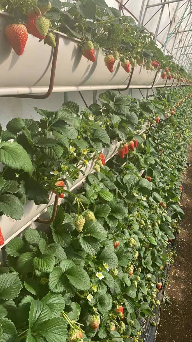 甜度高草莓量大从优