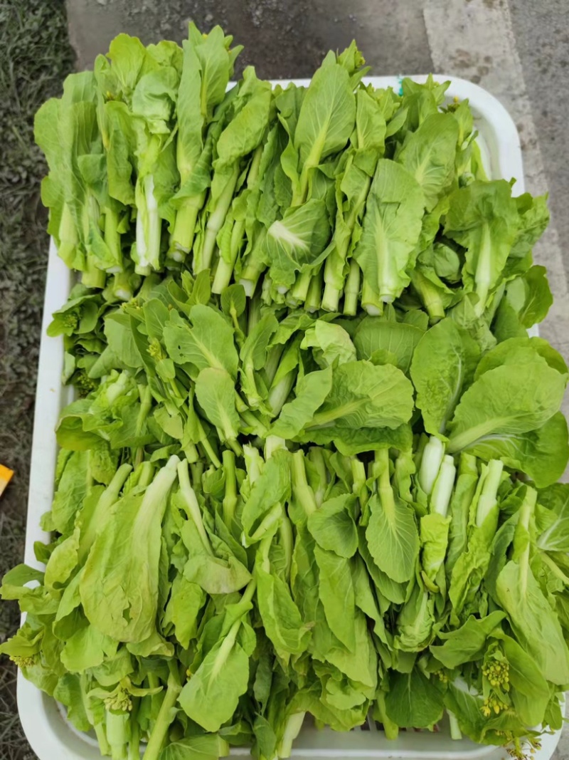 精品菜苔随时有货全国供应