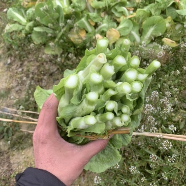 规格齐全菜苔长期有货价格美丽