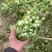 规格齐全菜苔长期有货价格美丽