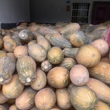 正品保障南瓜全国供应欢迎联系