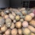 正品保障南瓜全国供应欢迎联系