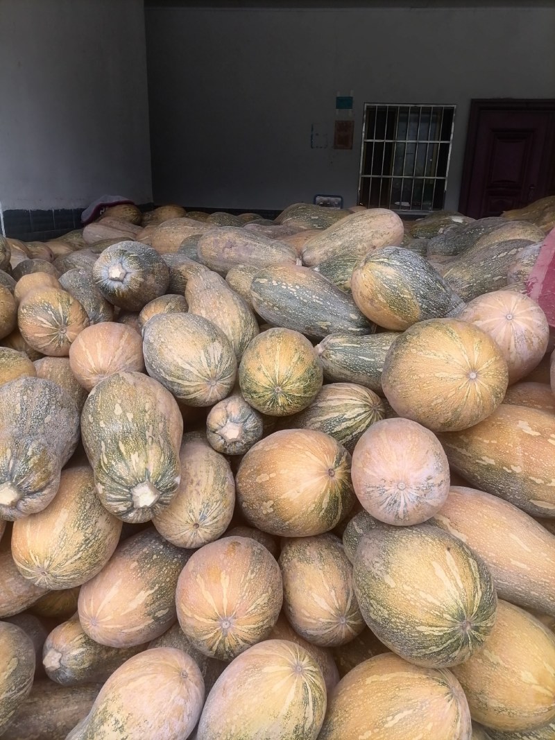 正品保障南瓜全国供应欢迎联系
