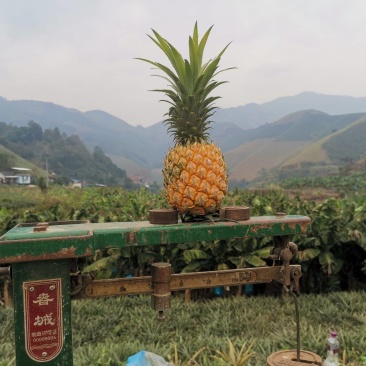 菠萝精品现货秒发欢迎联系