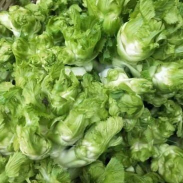 保质保量儿菜电商供货超高性价比