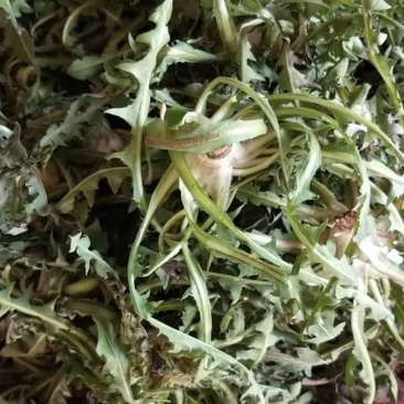天然新鲜蒲公英厂家直销全网低价支持拿样