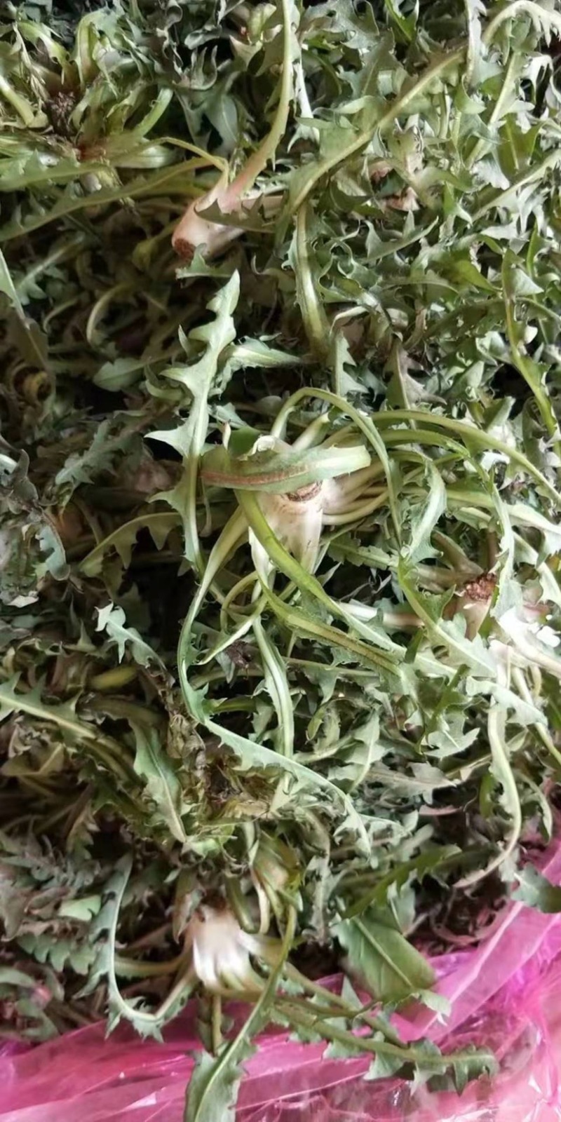 天然新鲜蒲公英厂家直销全网低价支持拿样