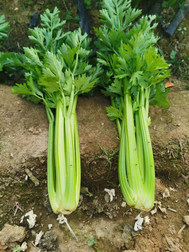 原产地芹菜规格齐全量大优惠
