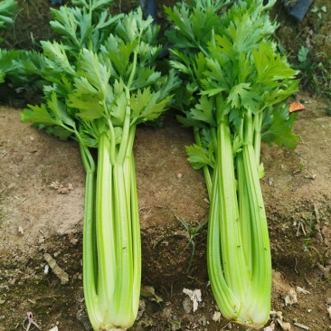 正品保障芹菜产地直发方便快捷