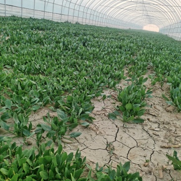 电商供货正宗菠菜源头供应