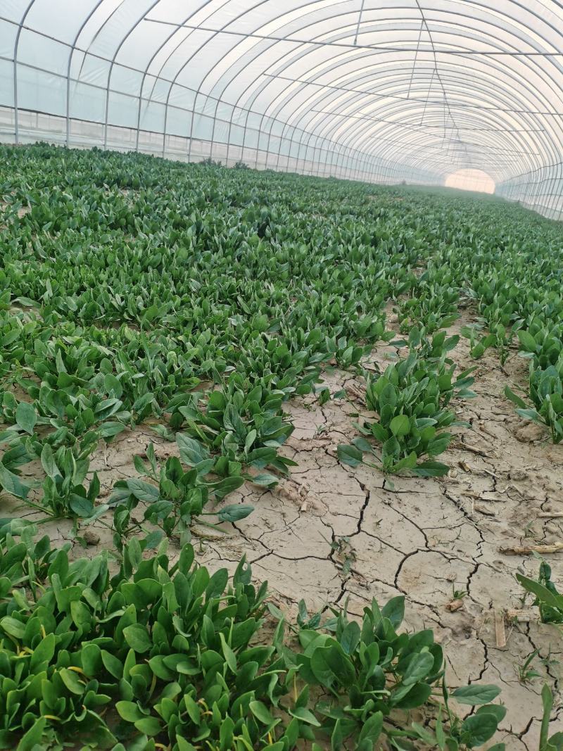 电商供货正宗菠菜源头供应