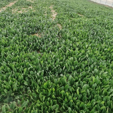 天然新鲜菠菜电商供货全国供应