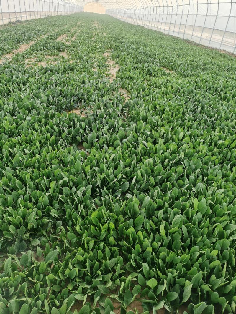 天然新鲜菠菜电商供货全国供应